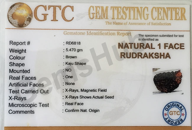 1 Face/Mukhi Certified Rudraksha Premium Quality
